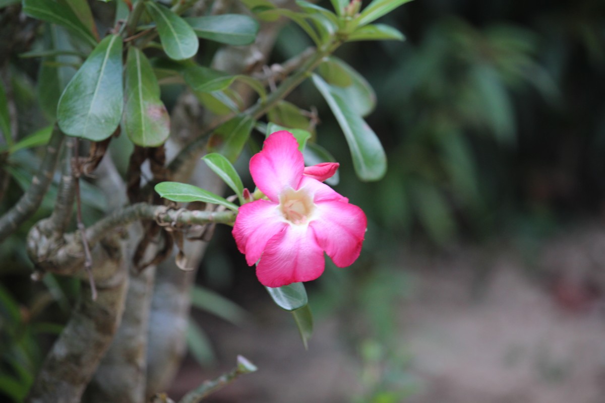 Adenium